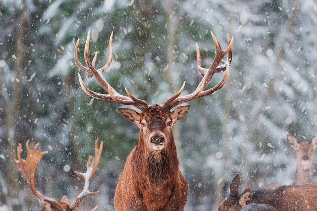 Zombie deer disease