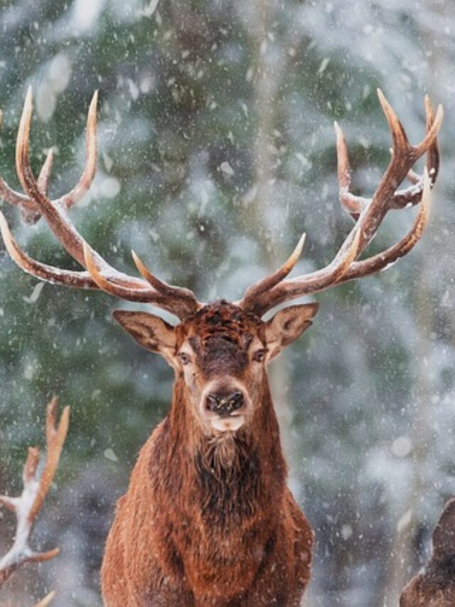 “Zombie deer disease”